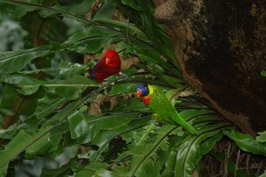 red lory