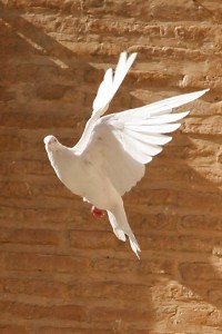 white dove