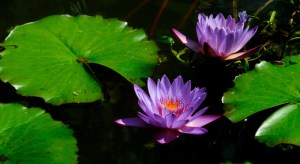 flower blooming in water