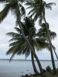 palm tree (cariberri)
