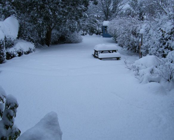 snow in backyard
